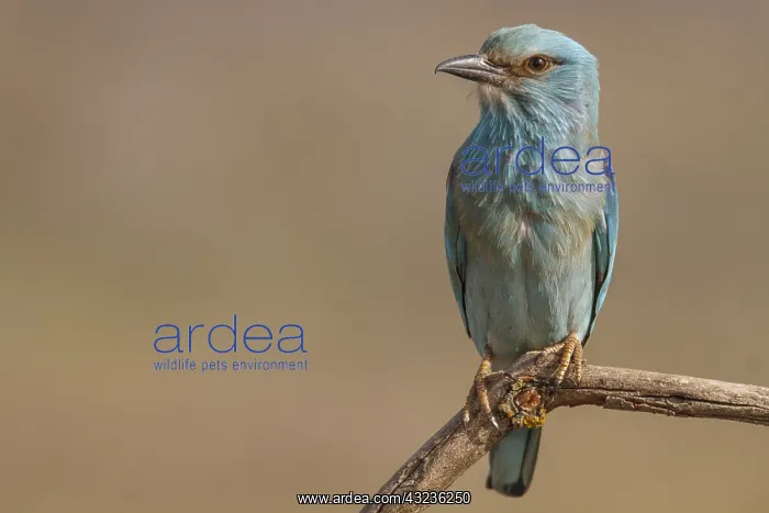  : European Roller perched on a branch Castilla La Mancha