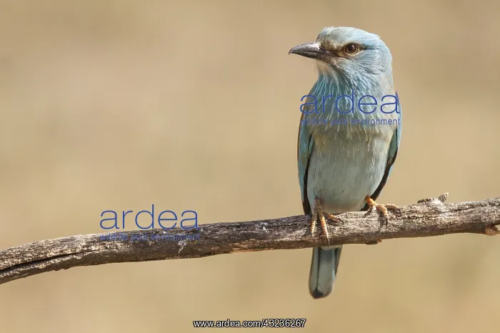 : European Roller perched on a branch Castilla La Mancha : European Roller perched on a branch Castilla La Mancha