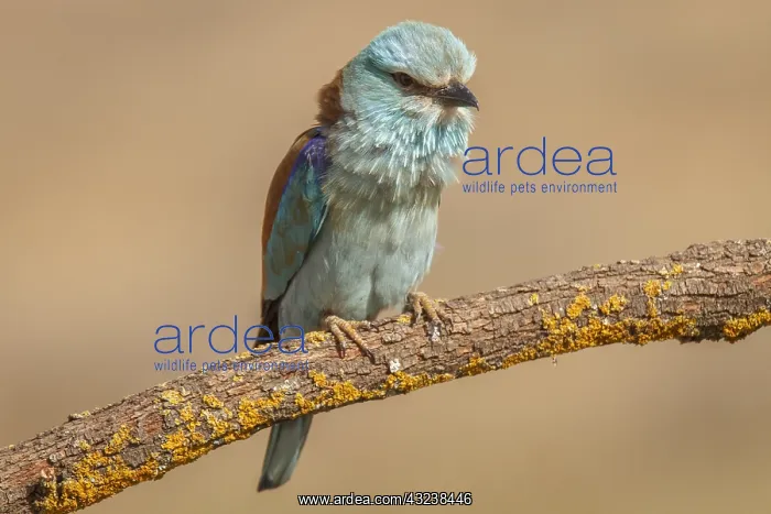 : European Roller perched on a branch Castilla La Mancha : European Roller perched on a branch Castilla La Mancha