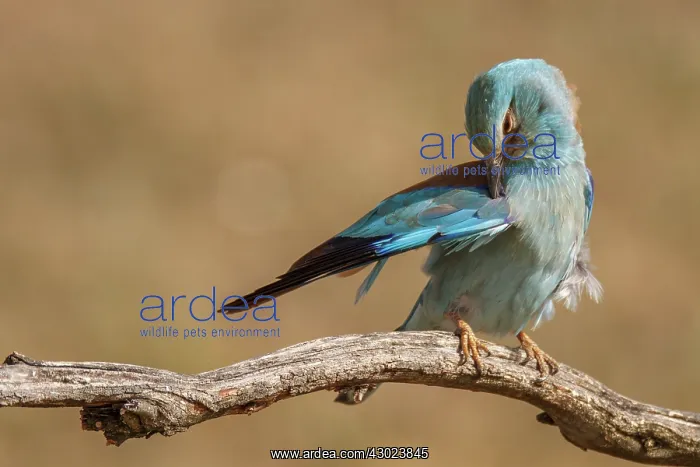 : European Roller perched on a branch preening Castilla La : European Roller perched on a branch preening Castilla La