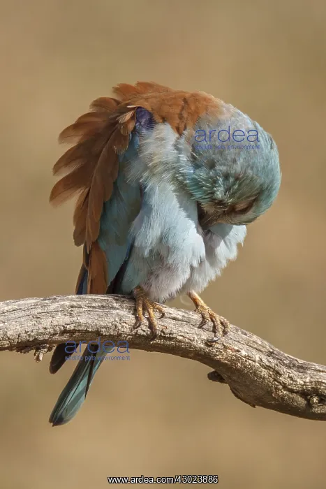 : European Roller perched on a branch preening Castilla La : European Roller perched on a branch preening Castilla La