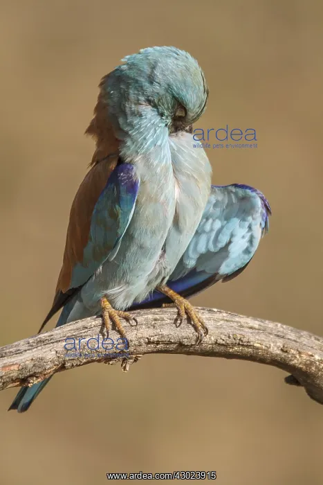 : European Roller perched on a branch preening Castilla La : European Roller perched on a branch preening Castilla La