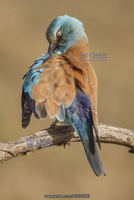  : European Roller perched on a branch preening Castilla La