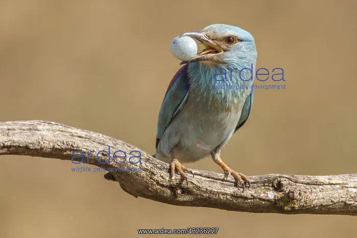 : European Roller removing starling egg from its nest Cast : European Roller removing starling egg from its nest Cast