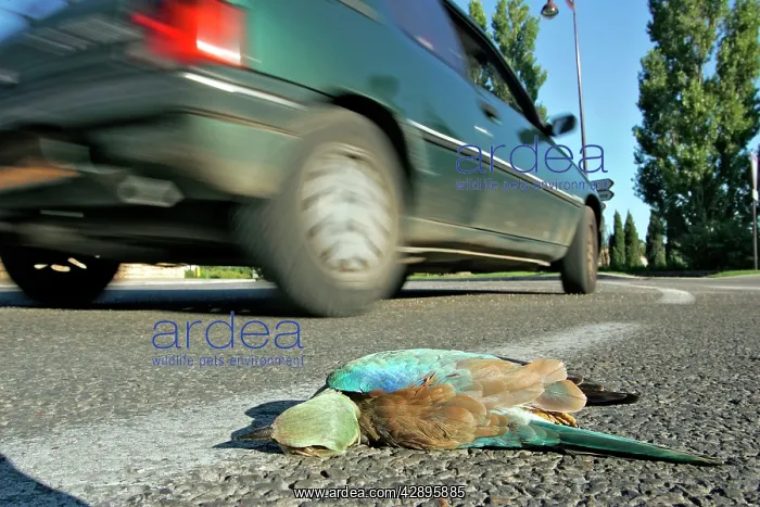 : European Roller - road kill - on roadside : European Roller - road kill - on roadside