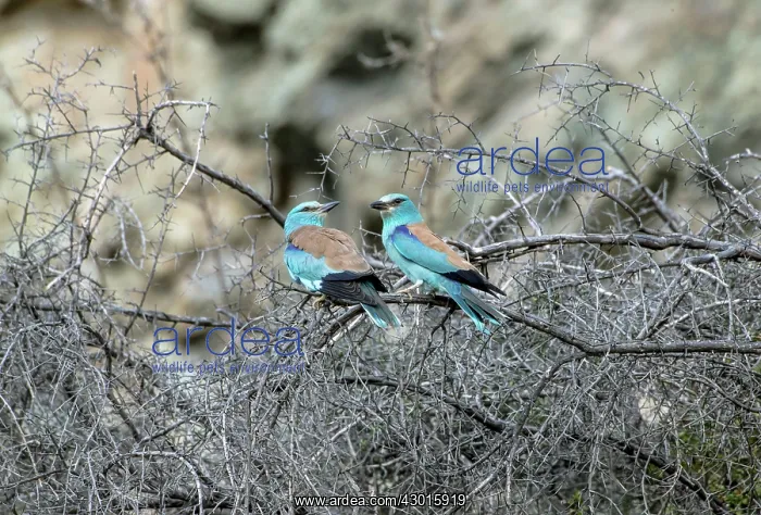 : European Rollers : European Rollers