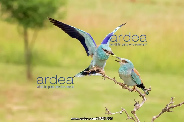 : European rollers (Coracias garrulus), couple at : European rollers (Coracias garrulus), couple at