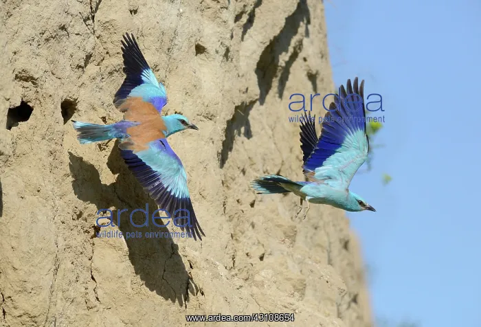 : European Rollers (Coracias garrulus) courtship in : European Rollers (Coracias garrulus) courtship in
