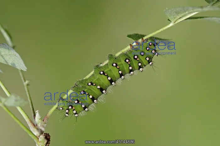 : European Rowan : European Rowan