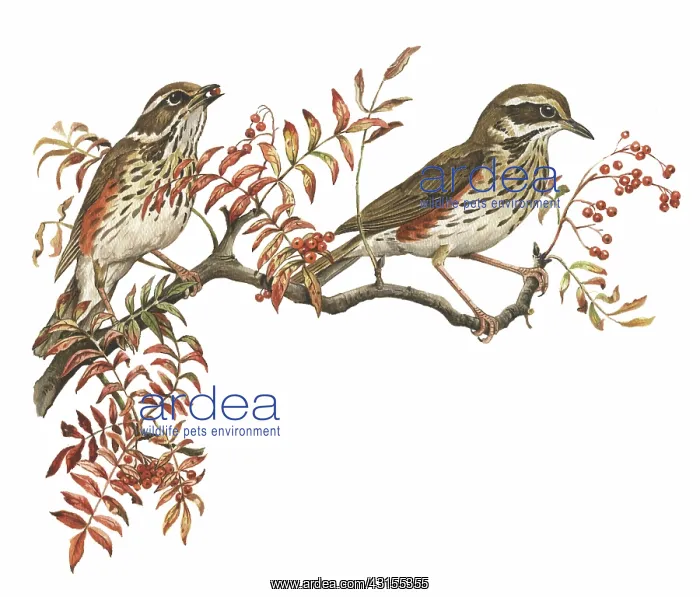 : European Rowan : European Rowan