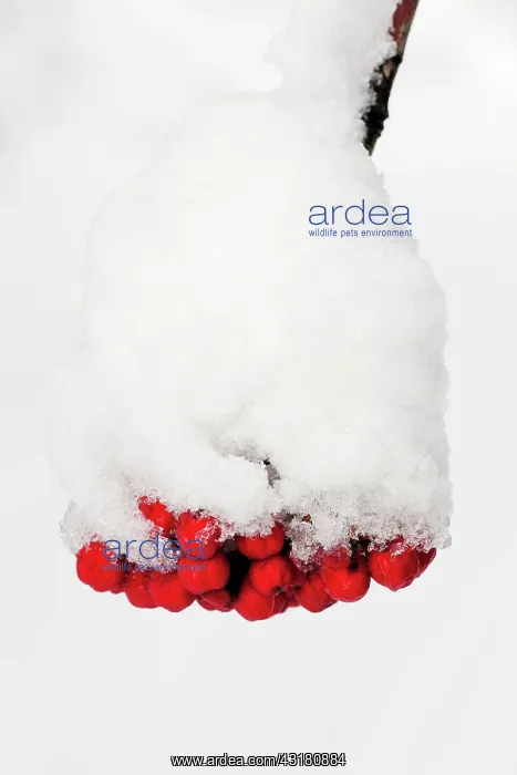 : European Rowan : European Rowan