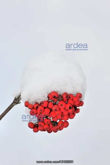 : European Rowan : European Rowan