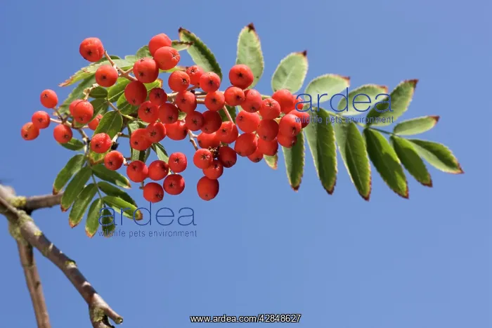 : European Rowan - with fruit : European Rowan - with fruit
