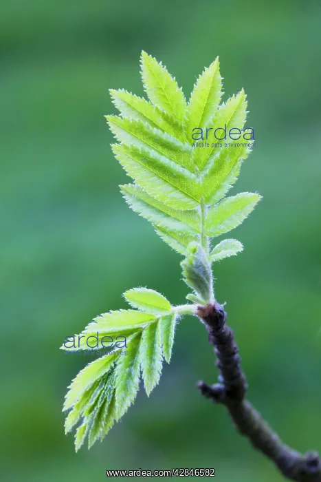 : European Rowan - leaves : European Rowan - leaves