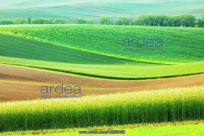 : European rural wallpaper, Moravian rolling lands : European rural wallpaper, Moravian rolling lands