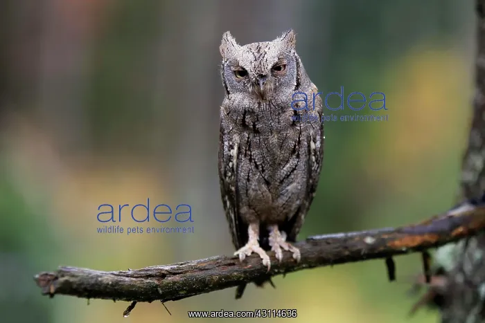 : European scops owl (Otus scops), adult, on tree : European scops owl (Otus scops), adult, on tree