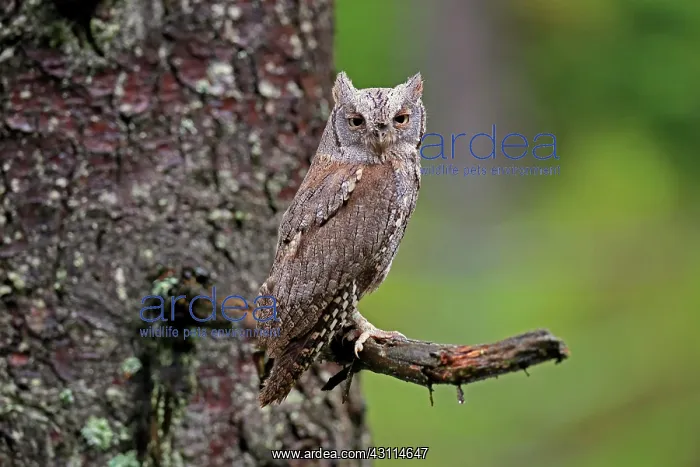 : European scops owl (Otus scops), adult, on tree : European scops owl (Otus scops), adult, on tree