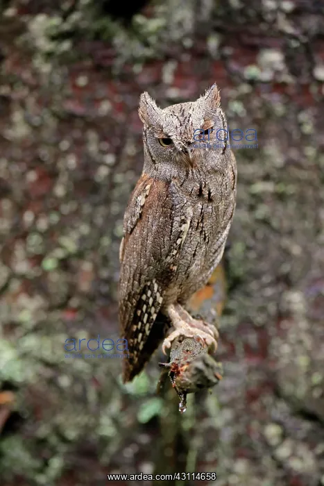 : European scops owl (Otus scops), adult, on tree : European scops owl (Otus scops), adult, on tree