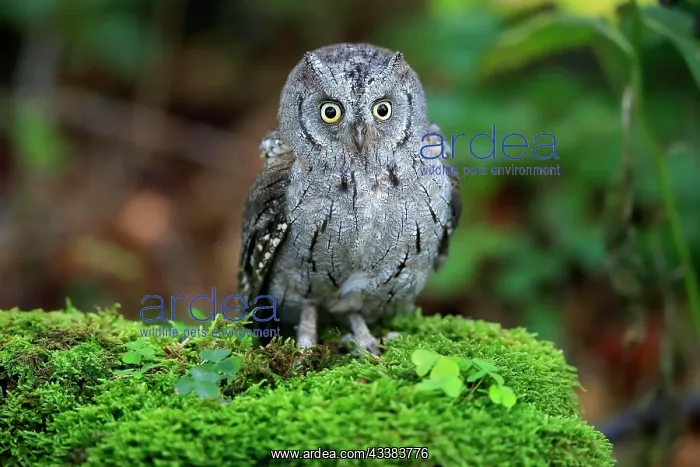 : European scops owl (Otus scops), adult, on tree : European scops owl (Otus scops), adult, on tree