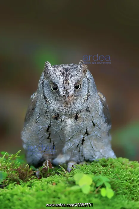 : European scops owl (Otus scops), adult, on tree : European scops owl (Otus scops), adult, on tree