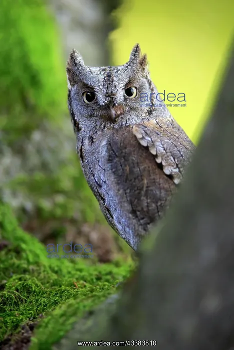 : European scops owl (Otus scops), adult, on tree : European scops owl (Otus scops), adult, on tree