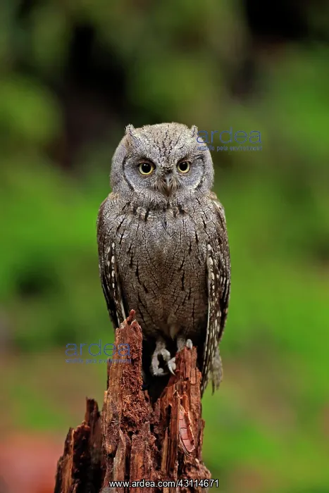 : European scops owl (Otus scops), adult, waiting : European scops owl (Otus scops), adult, waiting