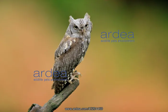  : European scops owl (Otus scops), adult, waiting