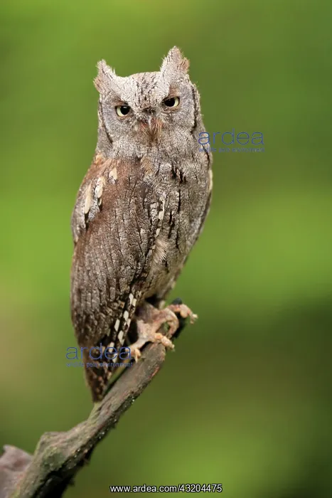 : European scops owl (Otus scops), adult, waiting : European scops owl (Otus scops), adult, waiting