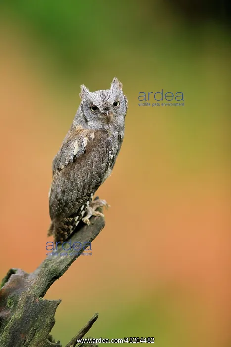 : European scops owl (Otus scops), adult, waiting : European scops owl (Otus scops), adult, waiting