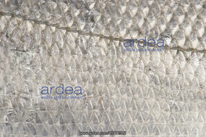 : European Sea Bass : European Sea Bass