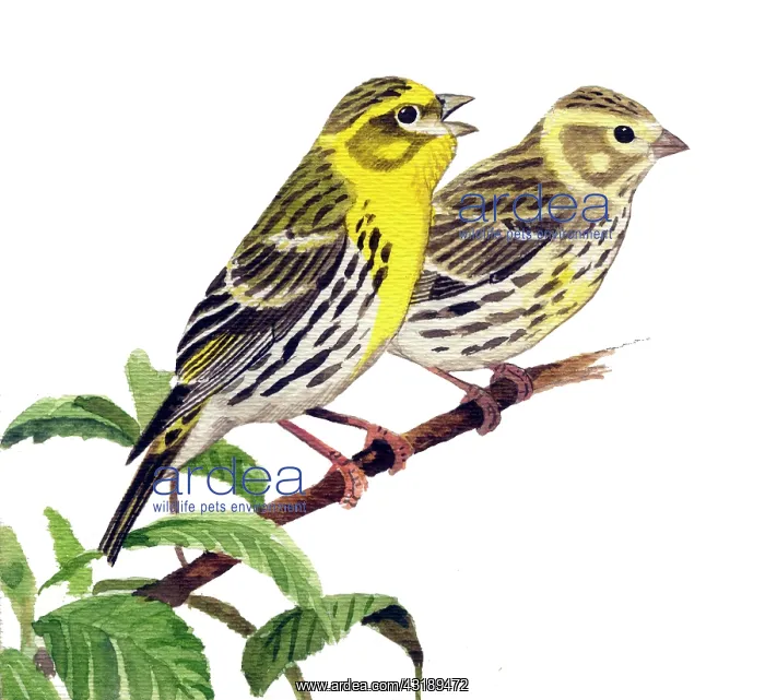 : European Serin : European Serin