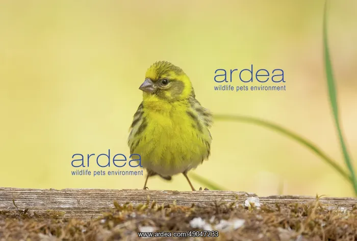 : EUROPEAN SERIN : EUROPEAN SERIN