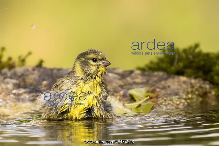 : European Serin (Serinus serinus) bathing, Madrid : European Serin (Serinus serinus) bathing, Madrid