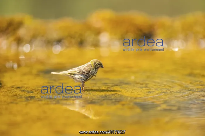 : European serin (Serinus serinus) female bathing in a water pool : European serin (Serinus serinus) female bathing in a water pool