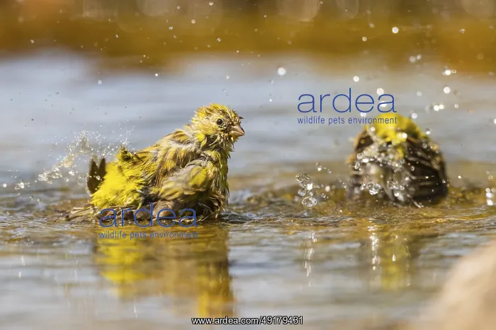 : European serin (Serinus serinus) female bathing in a water pool : European serin (Serinus serinus) female bathing in a water pool