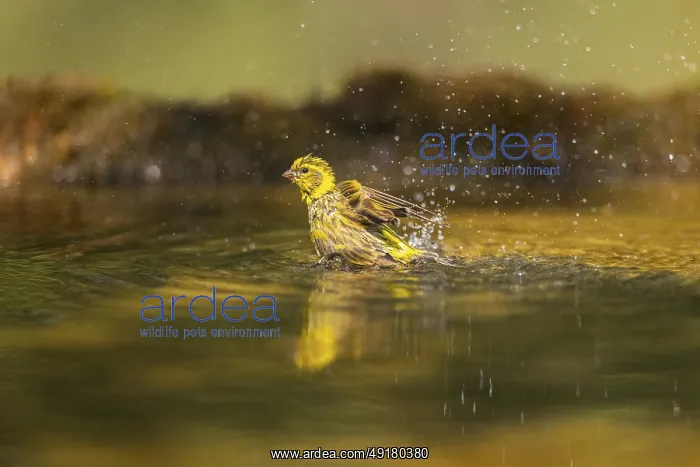 : European serin (Serinus serinus) female bathing in a water pool : European serin (Serinus serinus) female bathing in a water pool