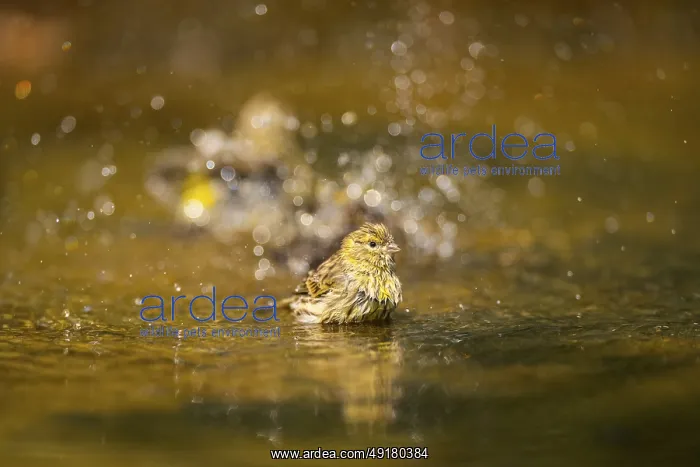: European serin (Serinus serinus) female bathing in a water pool : European serin (Serinus serinus) female bathing in a water pool