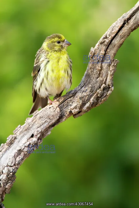 : European Serin (Serinus serinus) male on a branch : European Serin (Serinus serinus) male on a branch