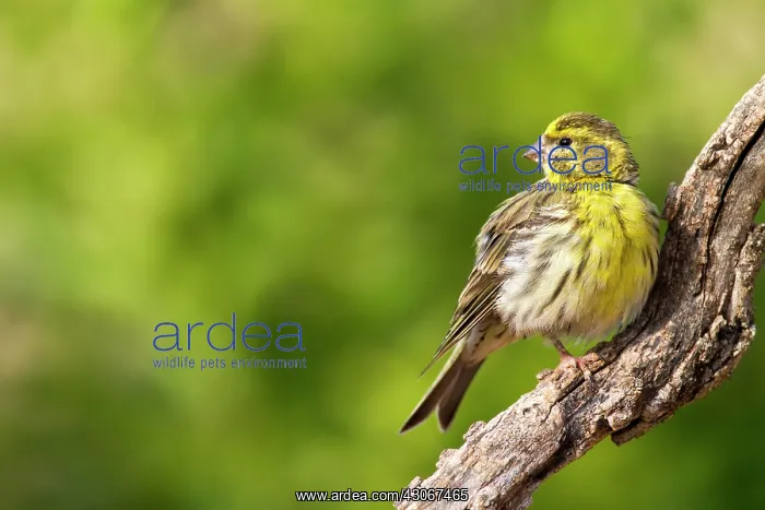 : European Serin (Serinus serinus) male on a branch : European Serin (Serinus serinus) male on a branch