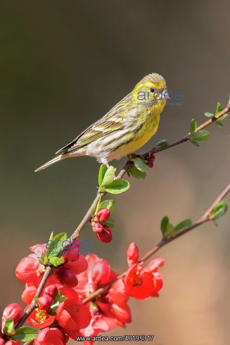 : European Serin (Serinus serinus), Male on a flowering : European Serin (Serinus serinus), Male on a flowering
