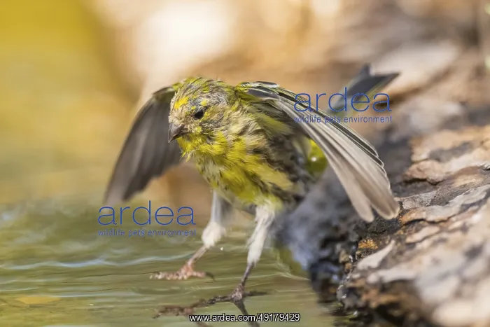 : European serin (Serinus serinus) male flying at a water pool : European serin (Serinus serinus) male flying at a water pool