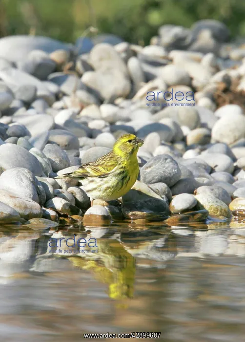  : European Serin - in winter