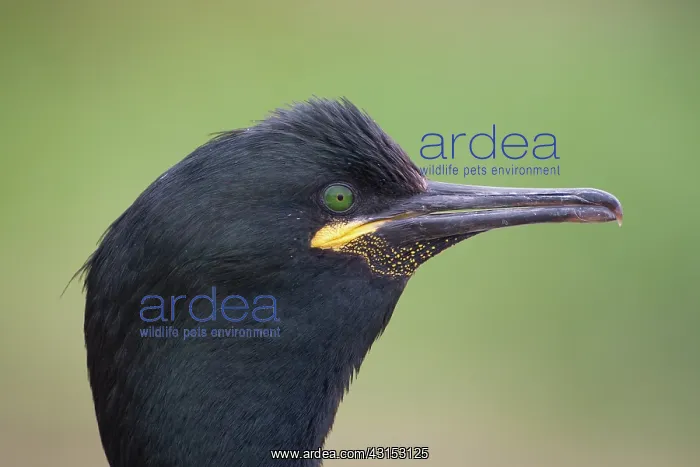 : European Shag : European Shag