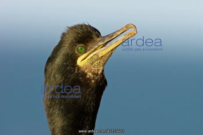 : European Shag : European Shag