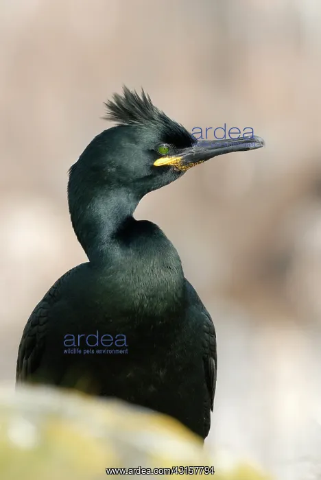 : European Shag : European Shag