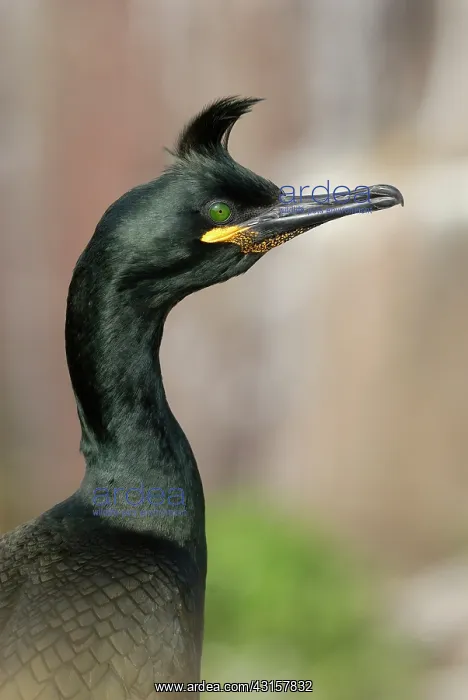 : European Shag : European Shag