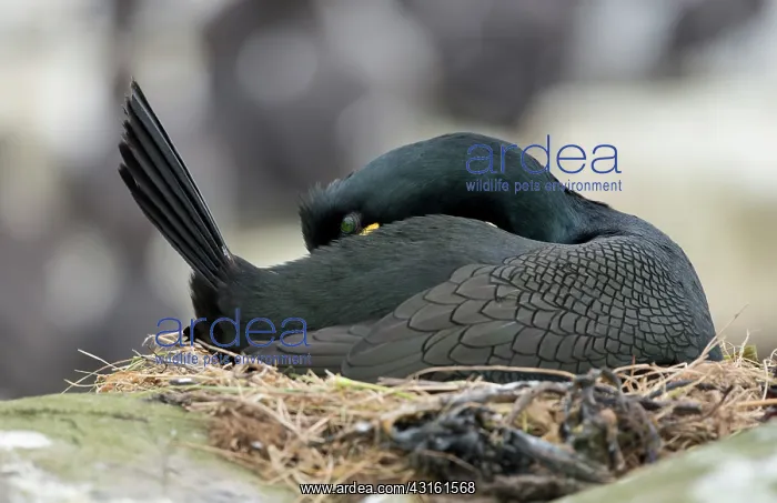 : European Shag : European Shag