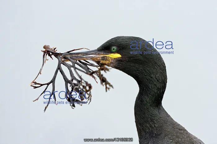 : European Shag : European Shag