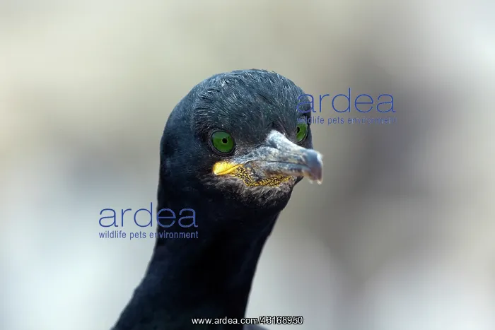 : European Shag : European Shag