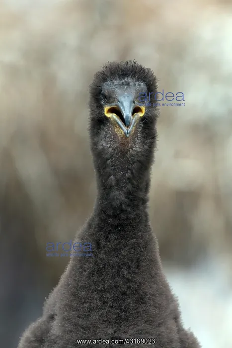 : European Shag : European Shag